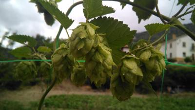 ORGANIC beer and cheese at the foot of the Urbasa-Andia mountain range